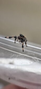 Skákavky Phidippus regius - 6