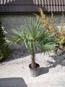 Mrazuvzdorne palmy - Trachycarpus Fortunei - 6
