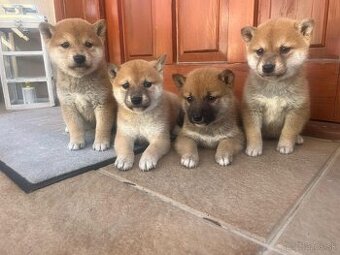 Shiba inu - 6