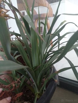 Yucca gloriosa, juka gloriosa mrazuvzdorna - 6