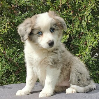Border kolie , Collie , kolia - 6
