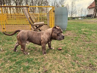 American Bully Pocket - 6