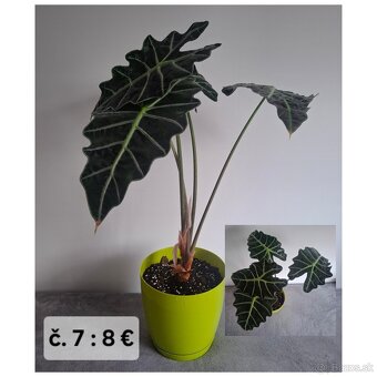 Izbove kvety - 6
