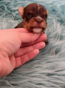 Yorkshire terrier - 6