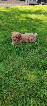 Maltipoo+maltipoo=red maltipoo - 6