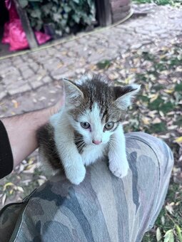 Darujem Mačiatka - 6