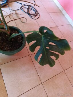 Monstera1, stálozelený izbový kvet - 6