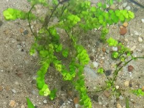 Rastliny do akvária - 6