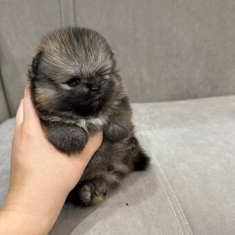 Pomeranian mini - 6