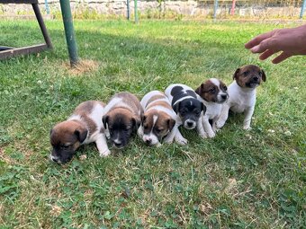 Jack Russell - 6