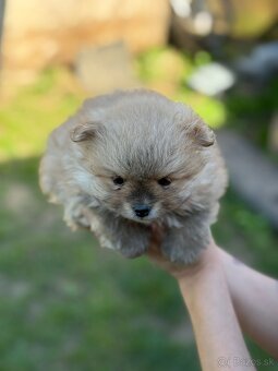 Oranžový špic -Pomeranian - 6