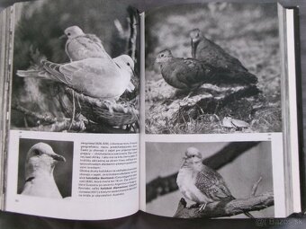 Veľký obrazový atlas vtákov - Jan Hanzák. - 6