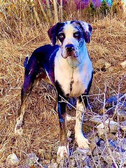 Louisianský leopardi pes - šteniatka s PP - 6