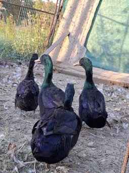 Kajuga káčer výmena alebo predaj - 6