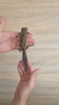 Gekončík nočný (Eublepharis macularius) - 6