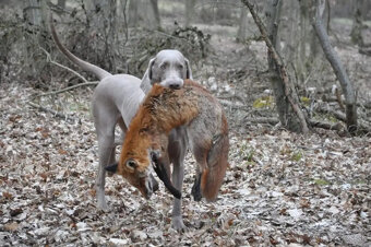 Weimarský krátkosrstý stavač - štěniatka s PP - 6