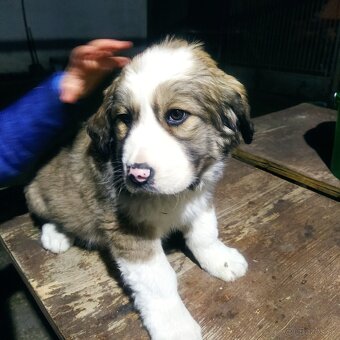 stredoázijský ovčiak - 6