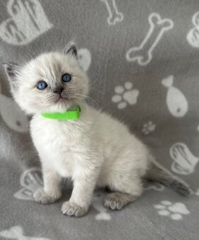Ragdoll kocúrikovia - 6