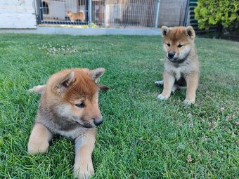 Shiba inu psýky s PP - 6