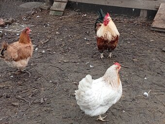 Predám sliepky, kohúta, kačicu,husy .. - 6