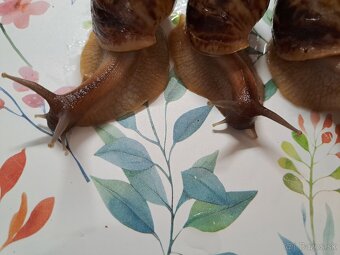 Lissachatina reticulata klasik - 6