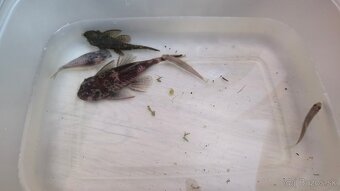 Predám akvárium Juwel Vision 260L - 6