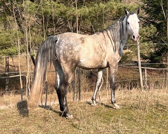 Pripúšťanie Shagya arab - 6