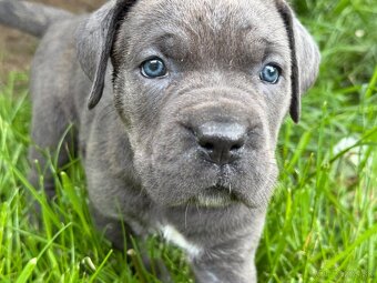 Predam steniatka cane corso - 6