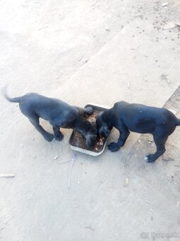 Cane corso - 6