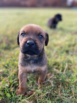 Máme šteniatka po skvelých rodičoch ❤️ - 6