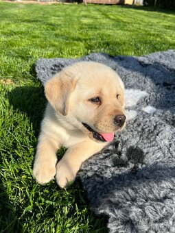 Labrador retriever šteniatka s PP - 6