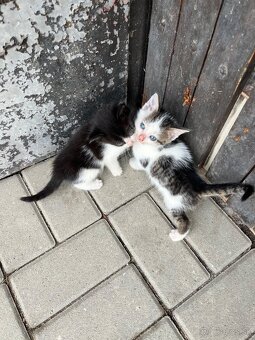 Darujem mačiatka - 6