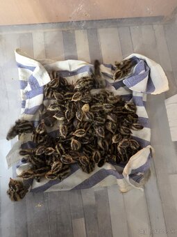 Násadové vajíčka prepelice Faraón Jumbo - 6