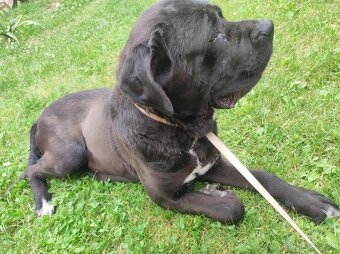 Cane Corso - 6
