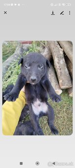 darujem šteniatko - 6