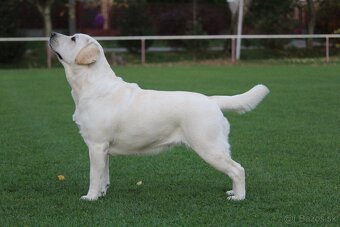 Labrador s rodokmeňom pôvodu - 6