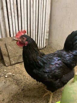 Predám mlade kohúty - 6