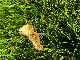 Kozaky dubaky a aj mix týchto dvoch druhov - 6