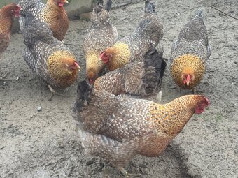 Predám nasadove vajíčka oravka rodobarva - 6