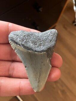 Fosília, skamenelina, Megalodon, zub, žralok - inzerát č.8 - 6