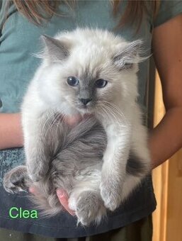 Predám mačiatka Ragdoll s PP voľná len Coco, Clea-predaná - 6