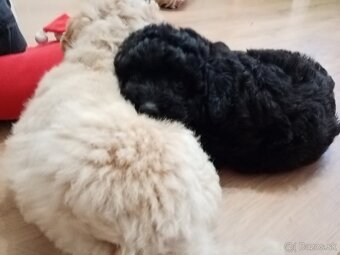 Krížence pudlíka - 6