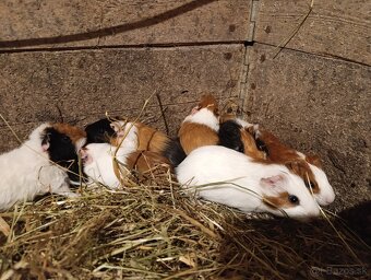 Morské prasiatko - 6