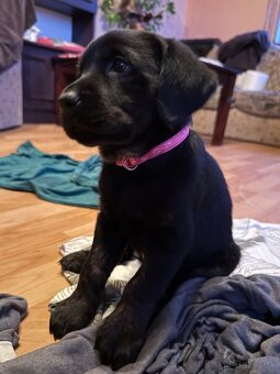 Šteniatka LABRADORA - 6
