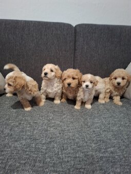 Maltipoo - 6