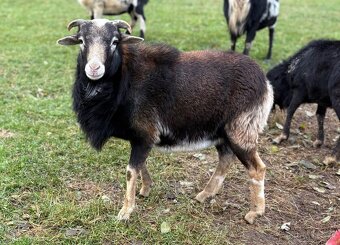 Kamerúnska ovca - 6