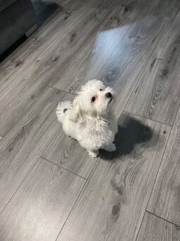 Predám Šteniatko Čistokrvneho Maltezaka - 6