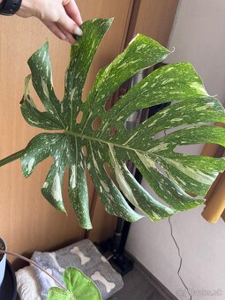 monstera thai vrcholovy odrezok - 6