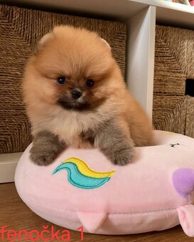 Pomeranian mini Boo - 6