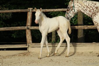 Appaloosa red few spot filly Cherry - 6